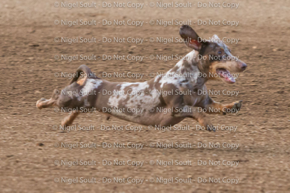 08-19-17 Wiener Dog Races-19