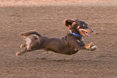 08-19-17-Wiener-Dog-Races-33.jpg