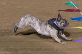 08-19-17-Wiener-Dog-Races-60.jpg