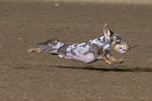 08-19-17-Wiener-Dog-Races-69.jpg