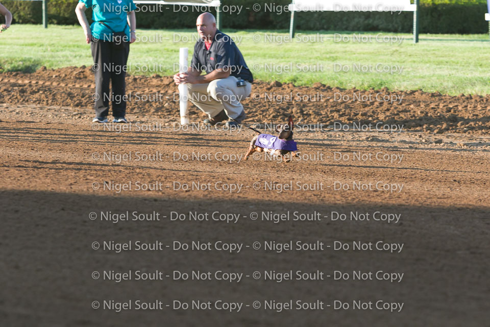 Weiner Dog Races 2018-101