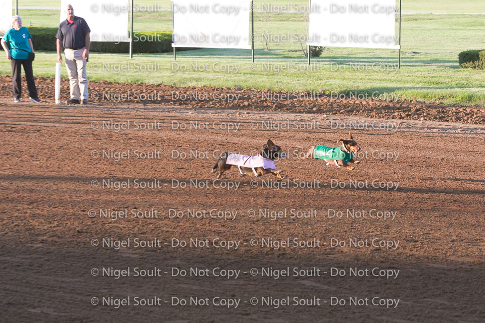 Weiner Dog Races 2018-147