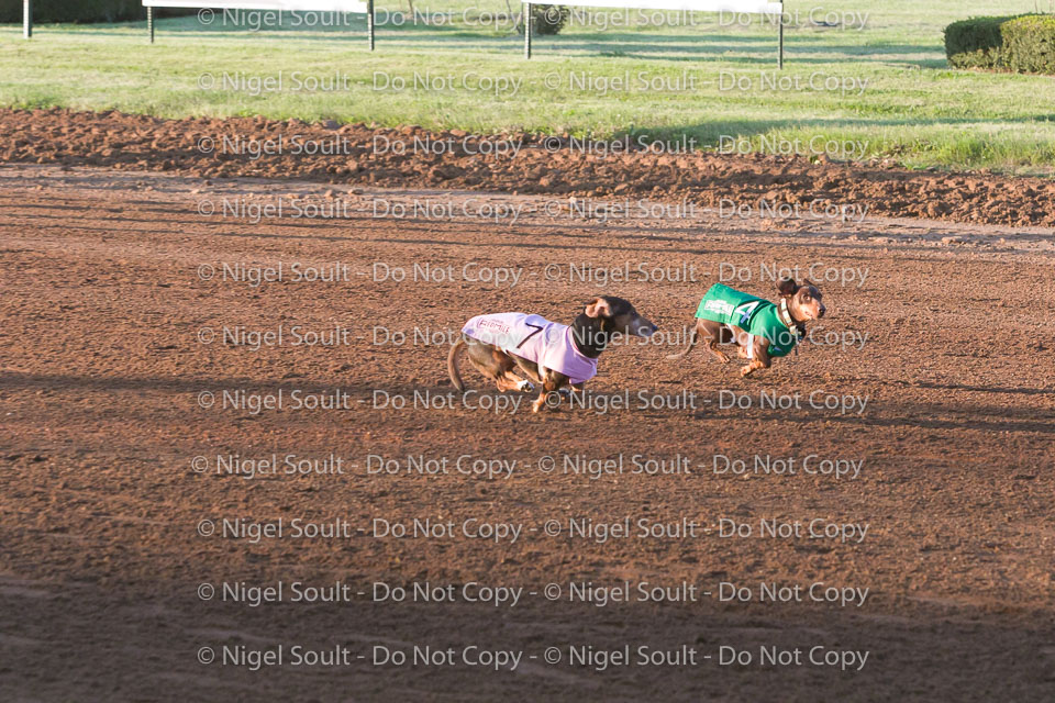 Weiner Dog Races 2018-148