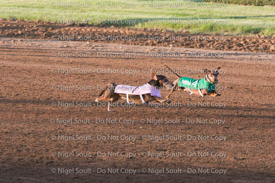 Weiner Dog Races 2018-149