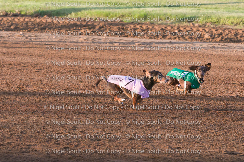 Weiner Dog Races 2018-150