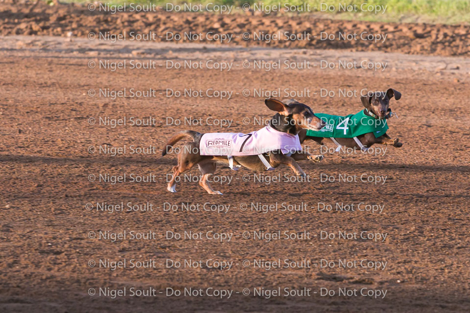 Weiner Dog Races 2018-151