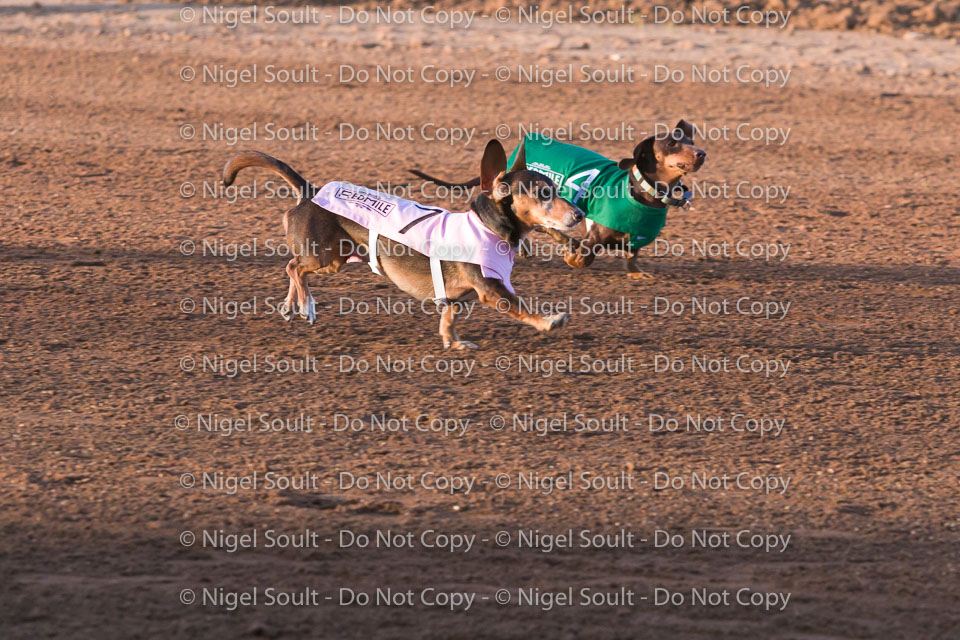 Weiner Dog Races 2018-152