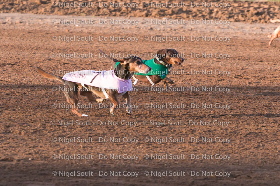 Weiner Dog Races 2018-153