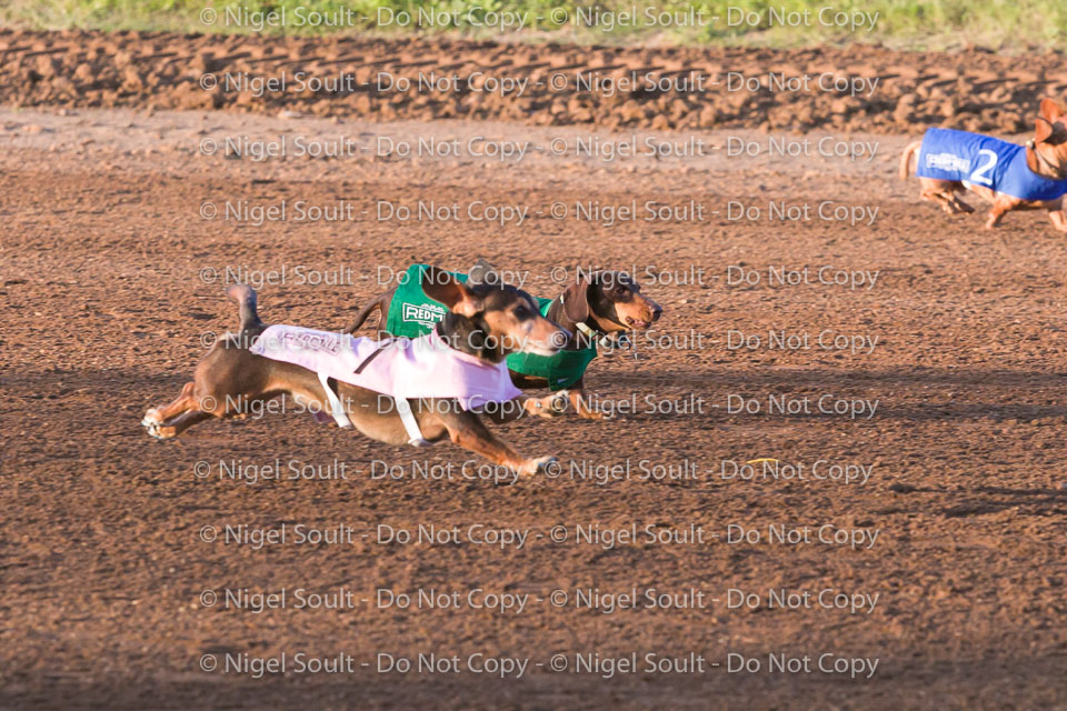 Weiner Dog Races 2018-154