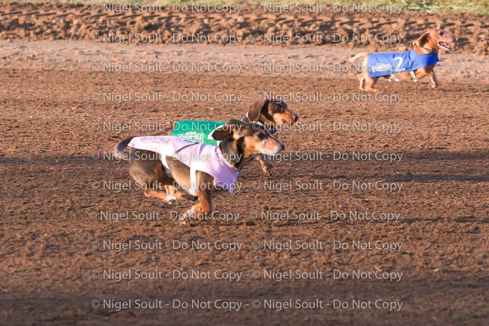 Weiner Dog Races 2018-155