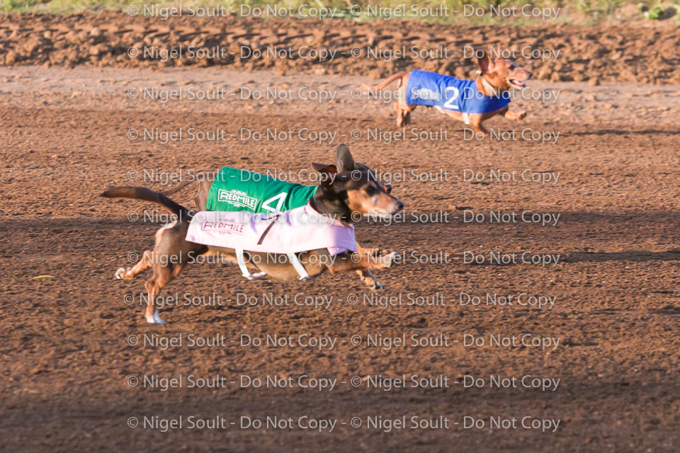 Weiner Dog Races 2018-156