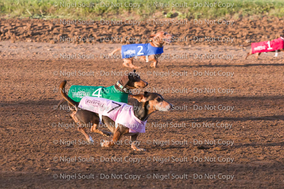 Weiner Dog Races 2018-157