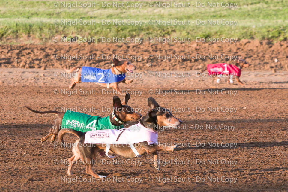 Weiner Dog Races 2018-158