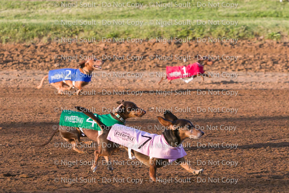 Weiner Dog Races 2018-159