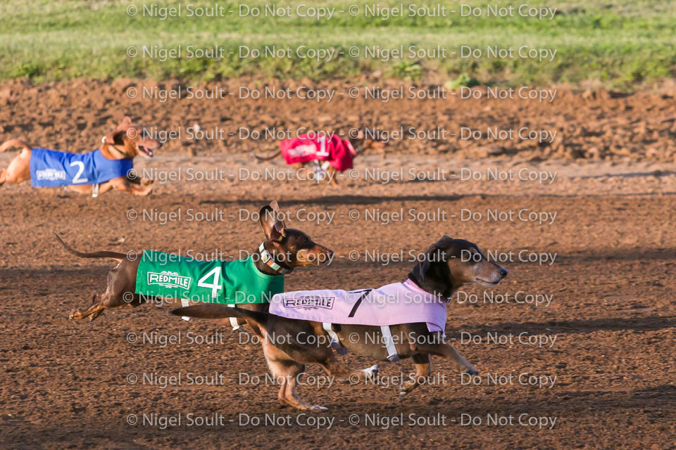 Weiner Dog Races 2018-160