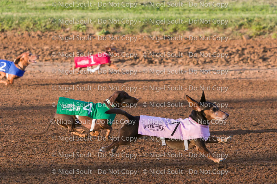 Weiner Dog Races 2018-161