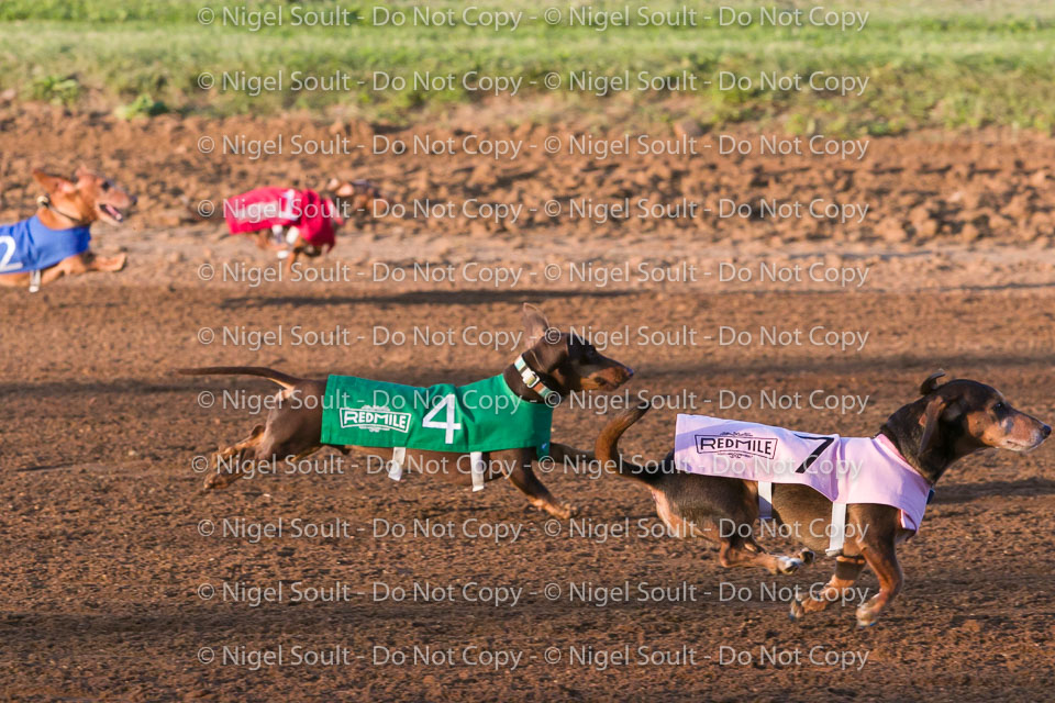 Weiner Dog Races 2018-162