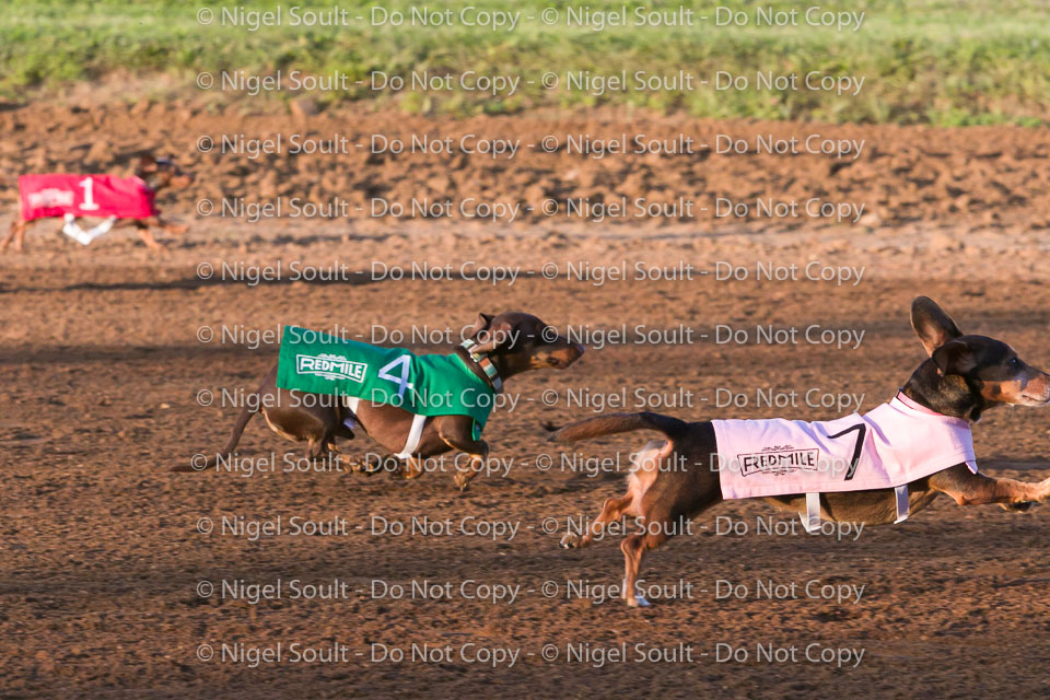 Weiner Dog Races 2018-163