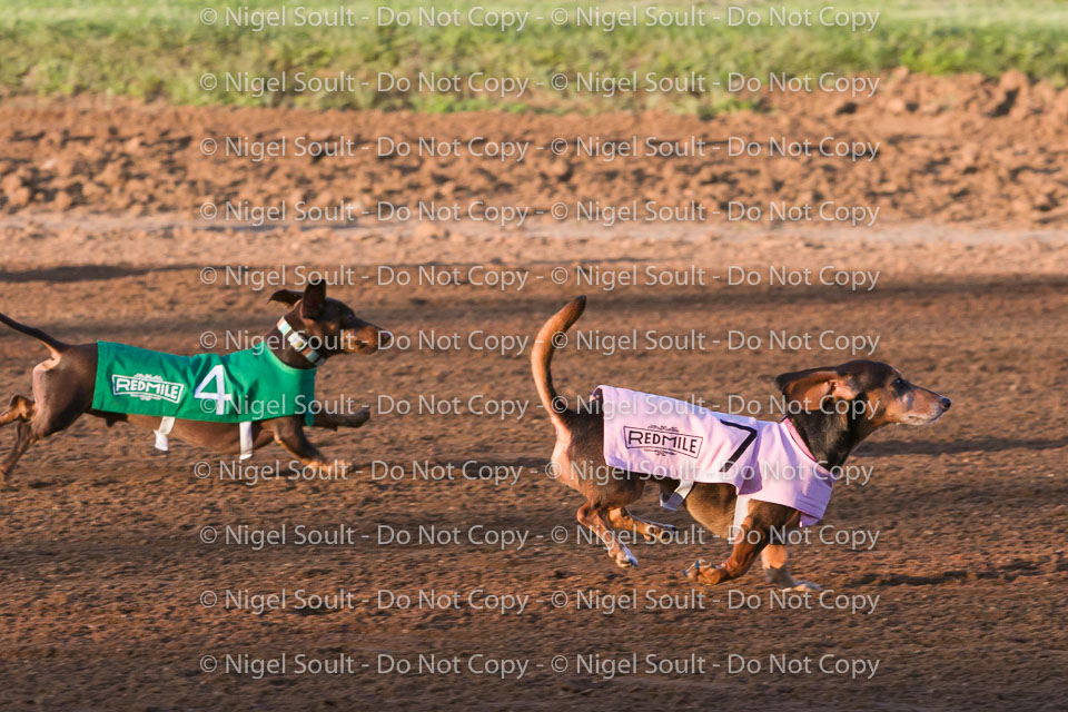 Weiner Dog Races 2018-164