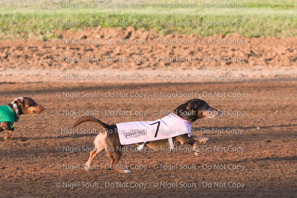 Weiner Dog Races 2018-165