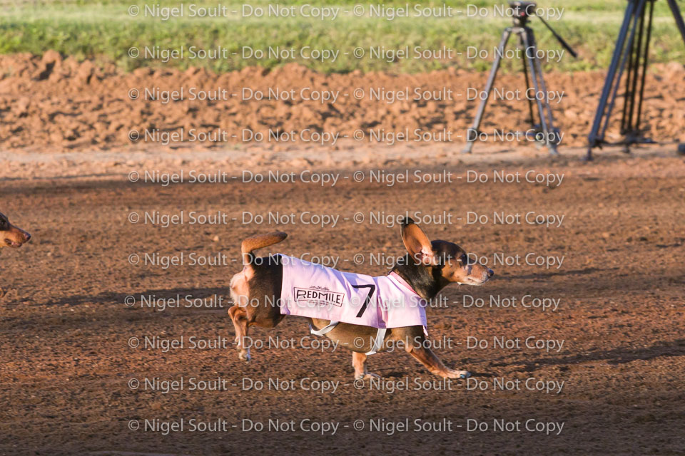 Weiner Dog Races 2018-166