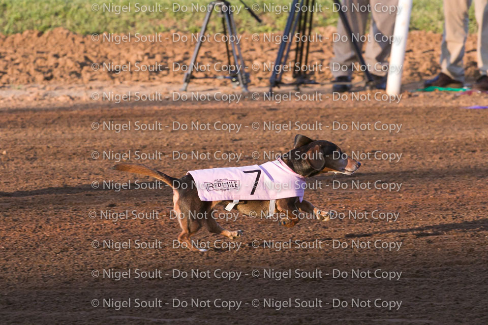 Weiner Dog Races 2018-167