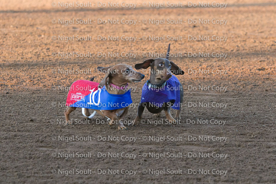 Weiner Dog Races 2018-171