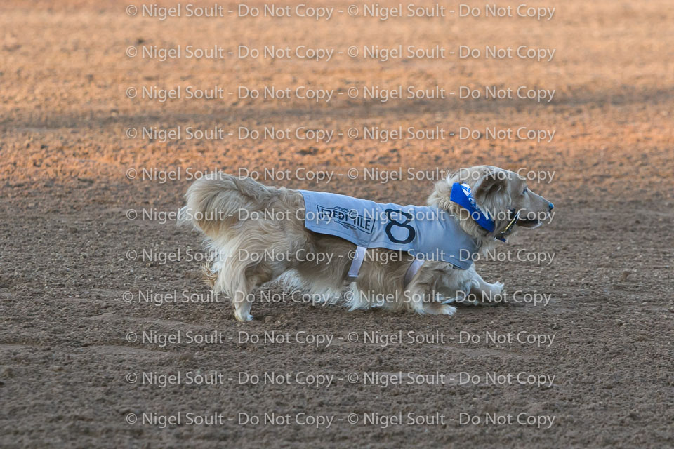 Weiner Dog Races 2018-172