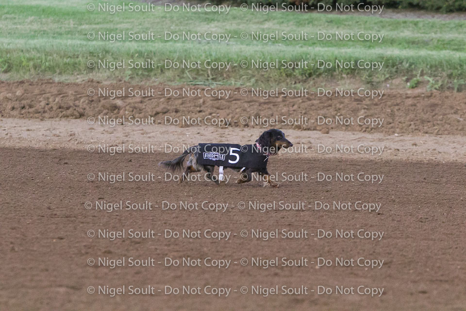 Weiner Dog Races 2018-182