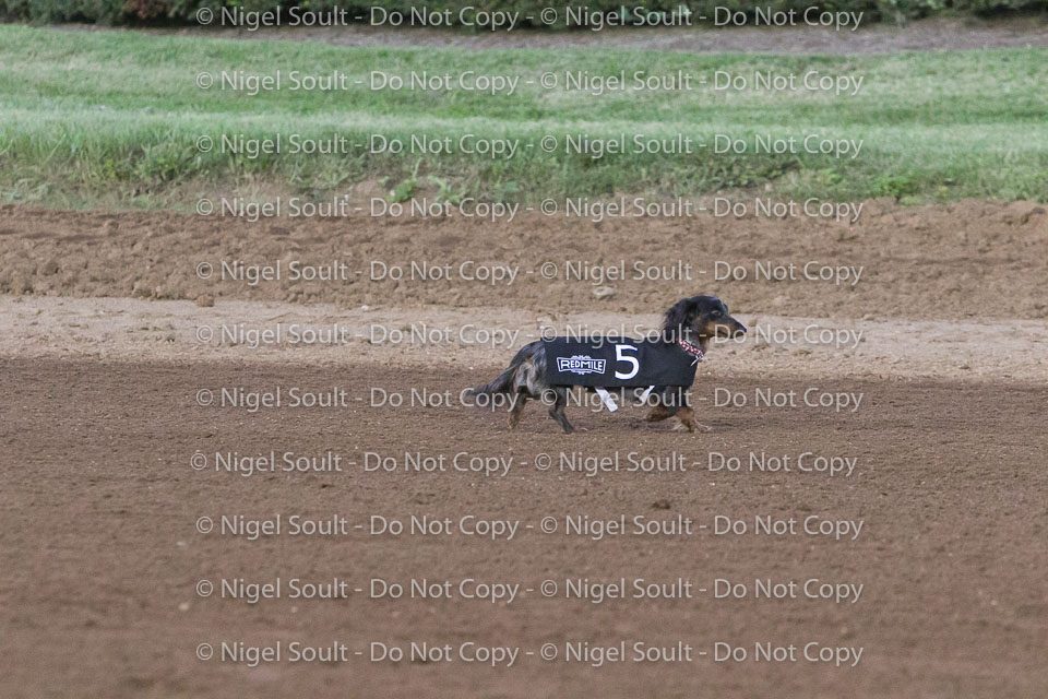 Weiner Dog Races 2018-184