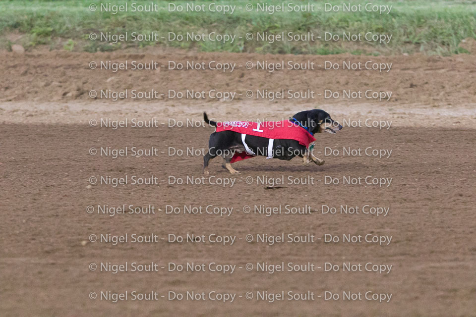 Weiner Dog Races 2018-192