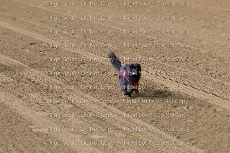 Weiner Dog Races 2018-270