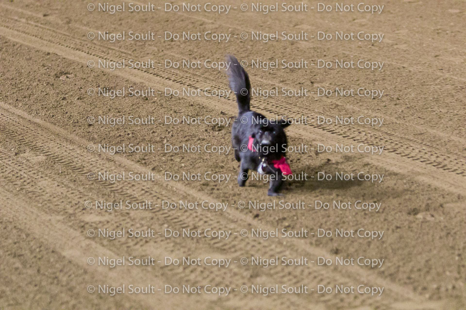 Weiner Dog Races 2018-272