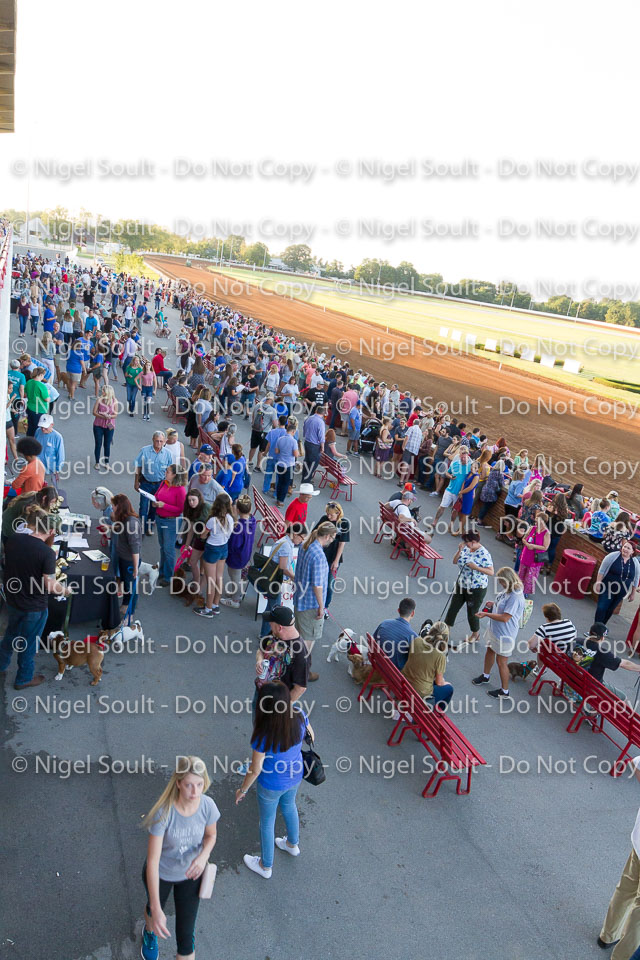 Weiner Dog Races 2018-28