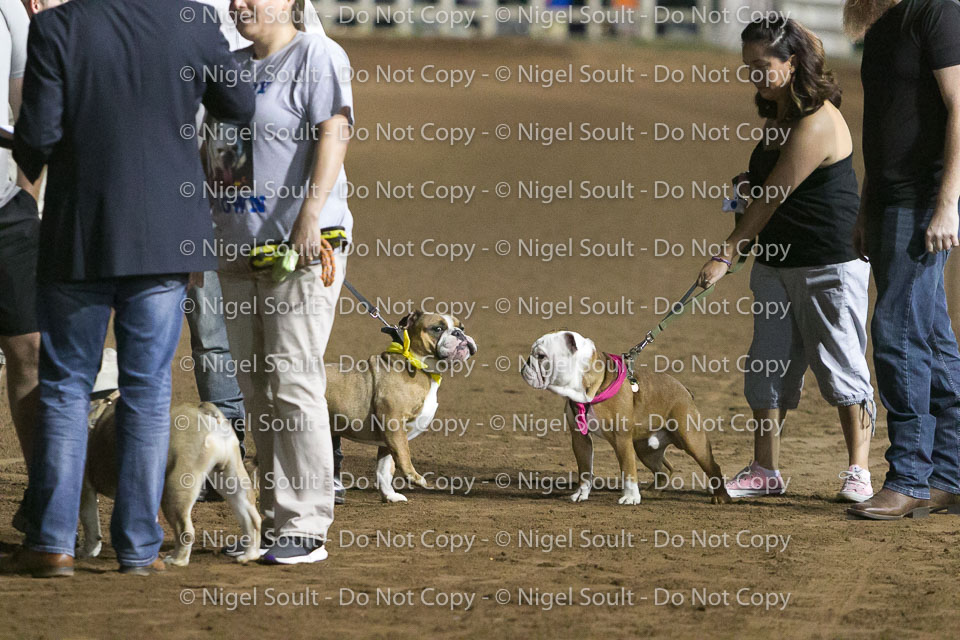 Weiner Dog Races 2018-334