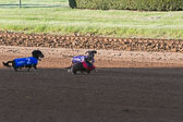 Weiner-Dog-Races-2018-102.jpg