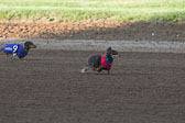 Weiner-Dog-Races-2018-105.jpg