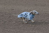 Weiner-Dog-Races-2018-110.jpg