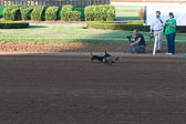 Weiner-Dog-Races-2018-133.jpg