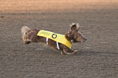 Weiner-Dog-Races-2018-135.jpg