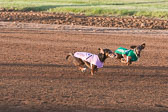 Weiner-Dog-Races-2018-150.jpg