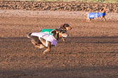 Weiner-Dog-Races-2018-155.jpg