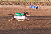 Weiner-Dog-Races-2018-156.jpg