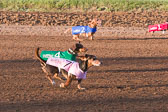 Weiner-Dog-Races-2018-157.jpg