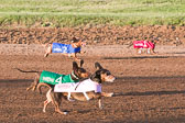 Weiner-Dog-Races-2018-158.jpg