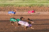 Weiner-Dog-Races-2018-159.jpg