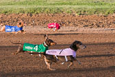 Weiner-Dog-Races-2018-160.jpg