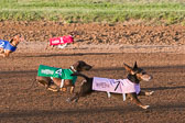 Weiner-Dog-Races-2018-161.jpg