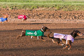 Weiner-Dog-Races-2018-162.jpg