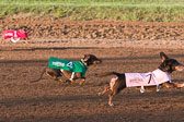 Weiner-Dog-Races-2018-163.jpg